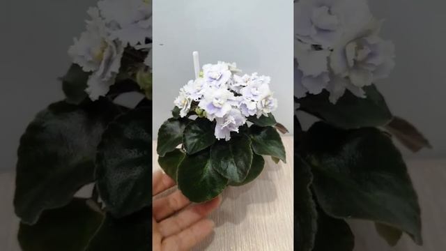 Boo Man. Обзор. смотреть онлайн