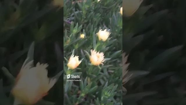 Цветок протея вроде, Кипр, Лимасол