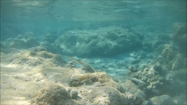 рыбы красного моря каталог, Длинный губан, Cheilio inermis смотреть онлайн