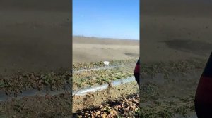 весенняя чистка клубники