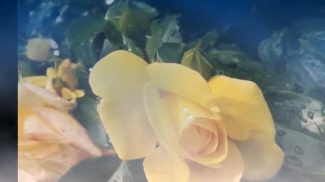 Пока они живы, близких цените! (Мои стихи) смотреть онлайн