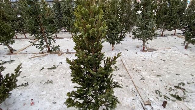 ? Замёрзла входная дверь | Прожектор | Сколько стоят ёлки|Выбираем новую дверь|Строю дом|Хабаровск смотреть онлайн