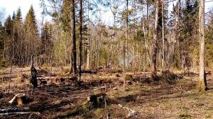 Уборка в лесу / День второй