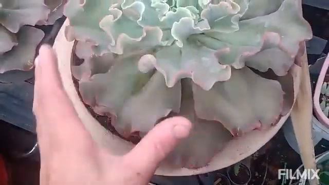 Incrível❇️❇️❇️❇️❇️ ECHEVERIA CURLS, CRISTATA💮💮💮💮 смотреть онлайн