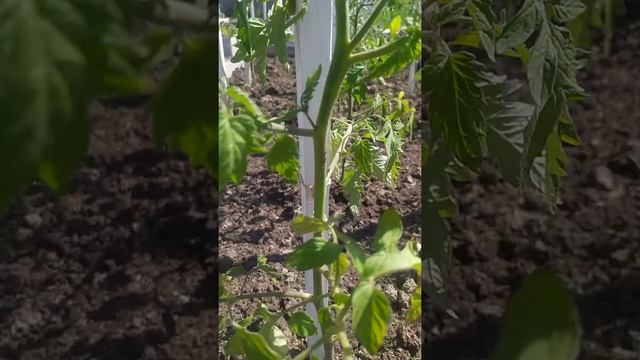 как пасынковать томат? формирование куста. что такое пасынок? #томаты #помидоры #пасынки смотреть онлайн