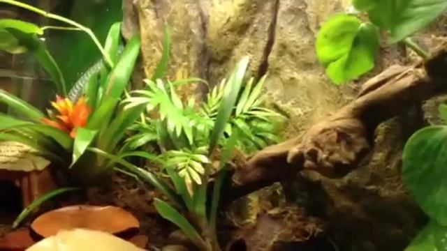 How to set up a poison dart frog terrarium (part 1) (1of 3) смотреть онлайн