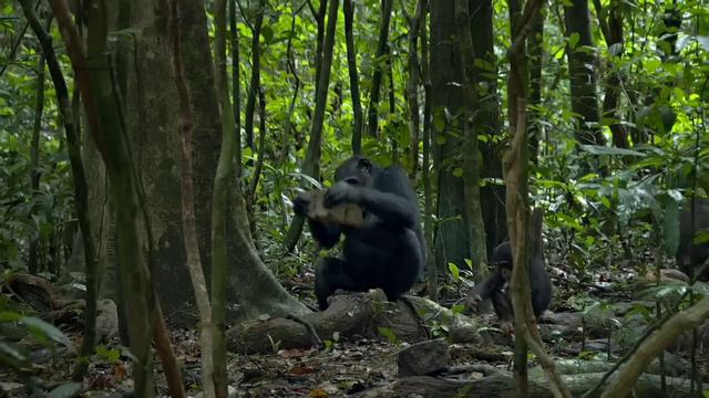 Chimpanzee documentary (Wild Africa ) смотреть онлайн