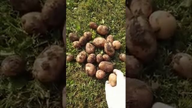Картофель сорт Жуковский! смотреть онлайн