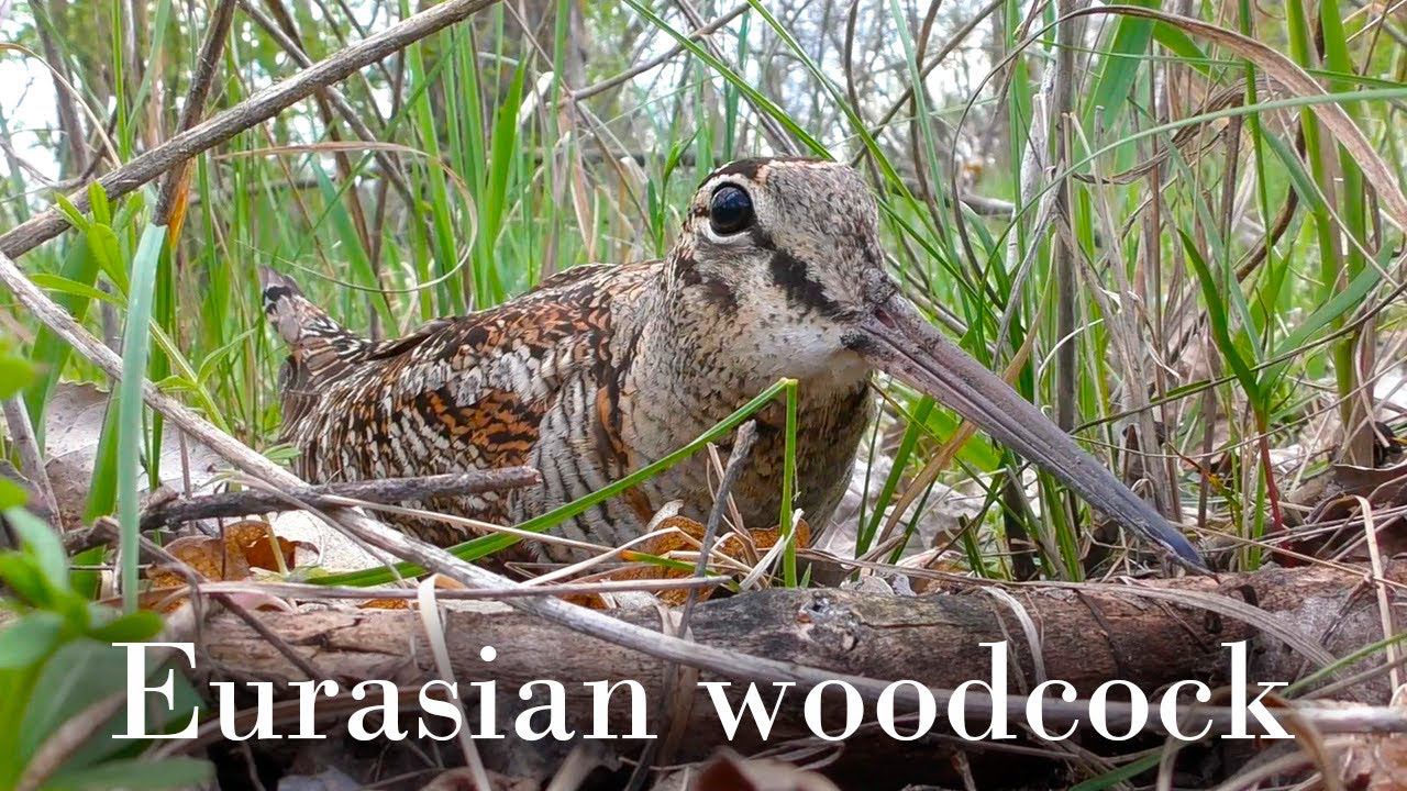 Гнездо Вальдшнепа / Woodcock nest смотреть онлайн