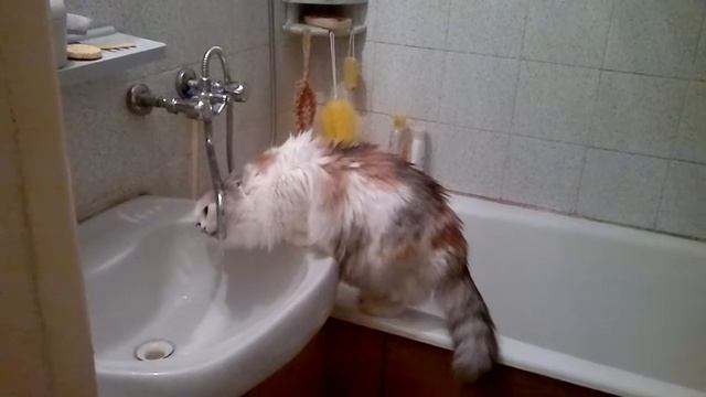 Ночное животное на охоте. смотреть онлайн