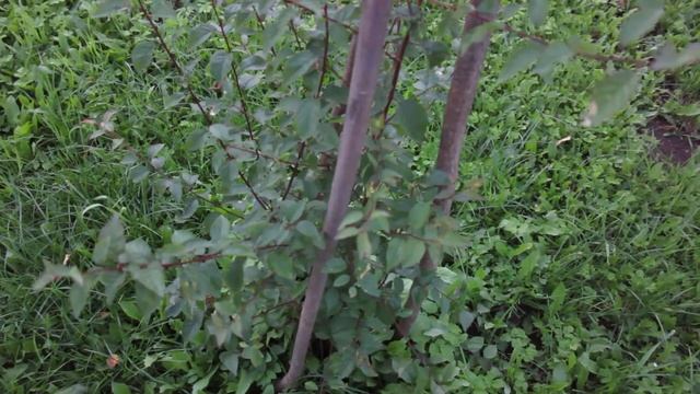 Шарафуга смотреть онлайн