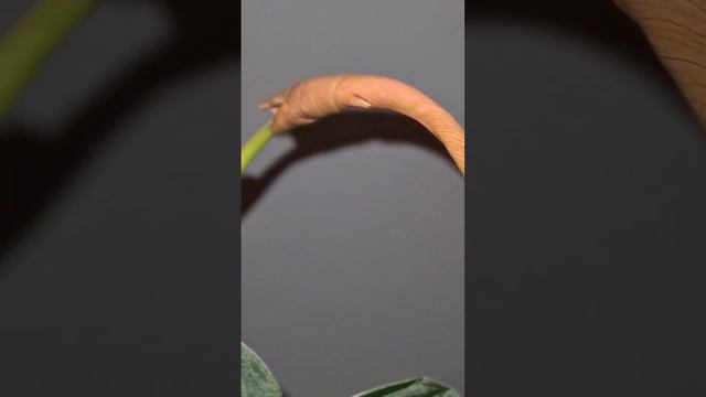 philodendron melanochrysum 💚 смотреть онлайн