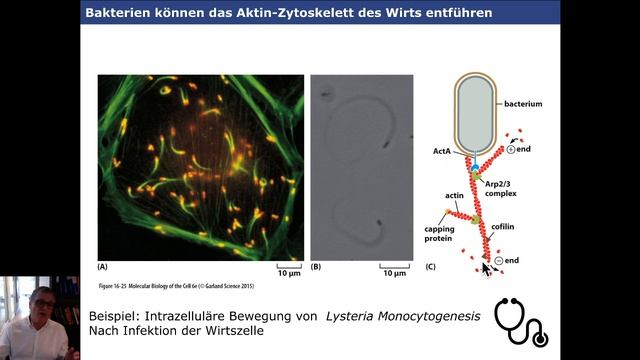 Vorlesung Zellbiologie für Mediziner Teil 3- Zytoskelett