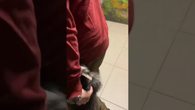 Еноты напали на человека смотреть онлайн