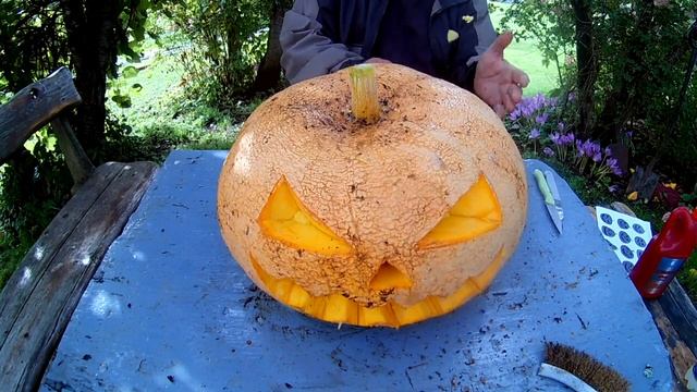 ТЫКВА на ХЕЛЛОУИН pumpkin for HAIIOWEEN хутор farm смотреть онлайн