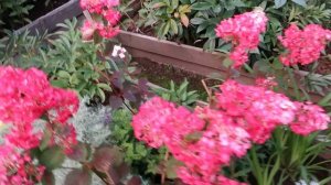 Метельчатая гортензия САМАРСКАЯ ЛИДИЯ