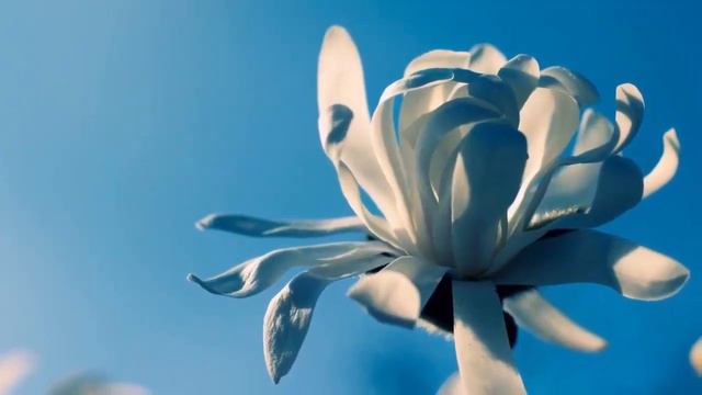 Невероятно красивая музыка и цветы!Эту музыку можно слушать вечно Самая красивая мелодия на свете смотреть онлайн