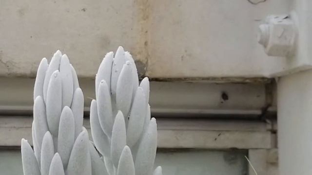 SENECIO HAWORTHII COCOON PLANT, WOOLY SENECIO SUCCULENT смотреть онлайн