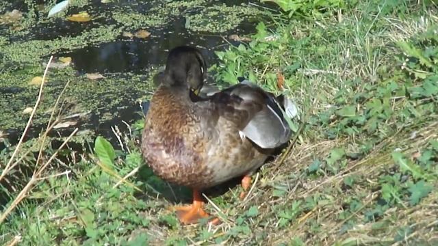 Утка чистит перья 24.09.11 смотреть онлайн