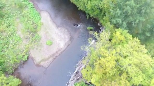 шустрый рыбак - медведь на нересте смотреть онлайн