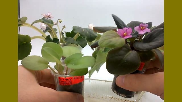 Пересушка деток фиалки в торфе. смотреть онлайн