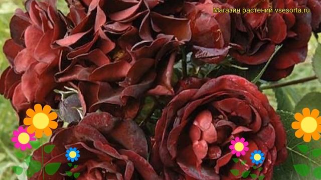 Роза флорибунда Маликорн. Краткий обзор, описание характеристик, где купить саженцы Malicorne смотреть онлайн