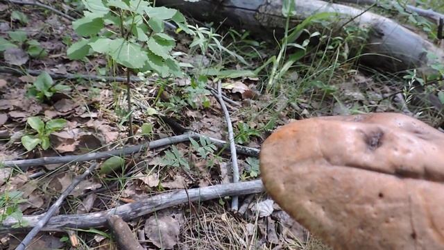 "Улыбчивый грибочек" смотреть онлайн