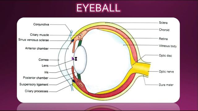 EYEBALL | ANATOMY | SIMPLIFIED смотреть онлайн