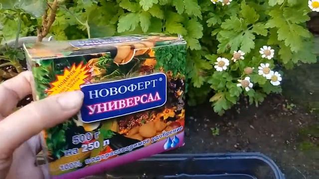 И снова о поливе пеларгоний знойным летом. смотреть онлайн