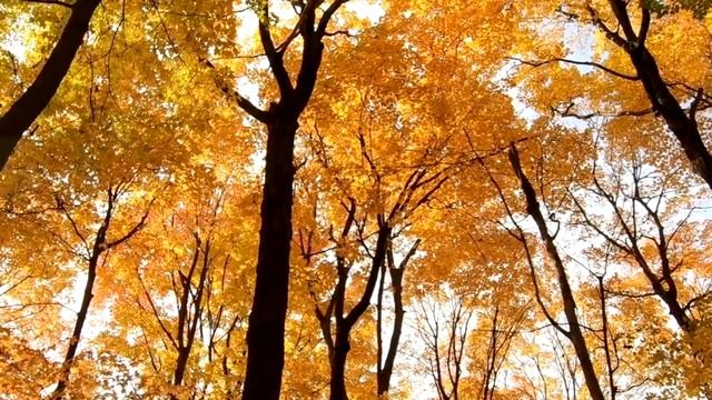 Собака бегала вокруг открытого люка, где лежал портфель школьника. смотреть онлайн