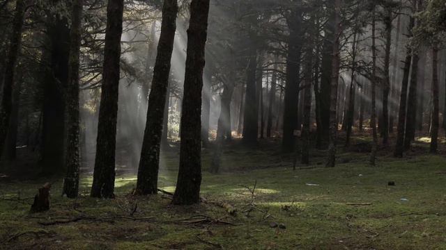 АЛЬ БАКАРА - ЗАЩИТА ВАШЕГО ДОМА ОТ ВСЕГО ПЛОХОГО. СЛУШАЙТЕ КАЖДЫЙ ДЕНЬ. AL BAQARAH