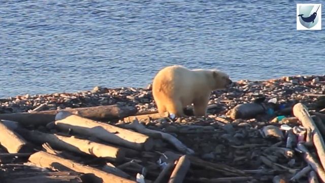 Международный день полярного медведя смотреть онлайн