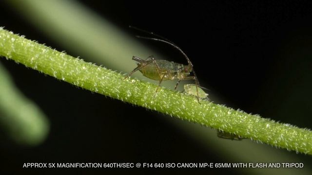 MACRO photography with the Canon MP-E 65mm 1-5x macro lens - lens review смотреть онлайн