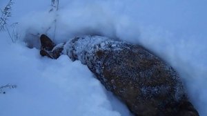 Корги кардиган Женька