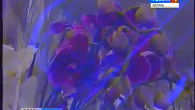 8 марта - ажиотаж на цветочном рынке смотреть онлайн