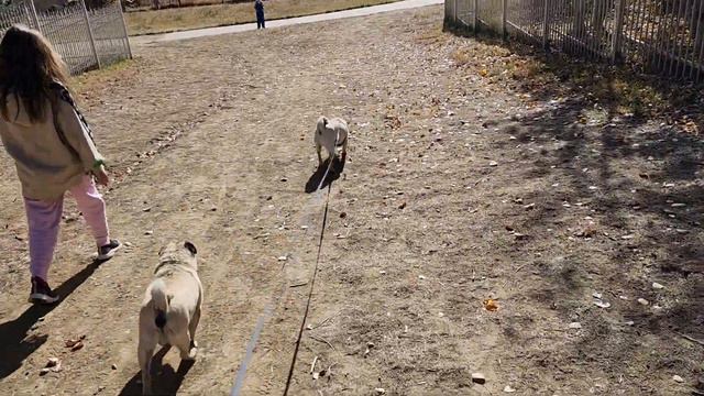 Собаки на прогулки \ Dogs Pugs & Goldendoodle on the walk смотреть онлайн