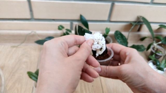 Распаковка посылки с 13 хойями. Результат через 3 месяца смотреть онлайн