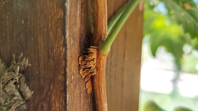 Кампсис укореняющийся. Campsis radicans. смотреть онлайн