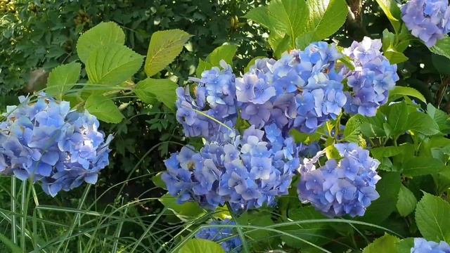 Шикарное цветение ГОРТЕНЗИИ в открытом грунте . Делюсь опытом выращивания и удачной зимовки. смотреть онлайн