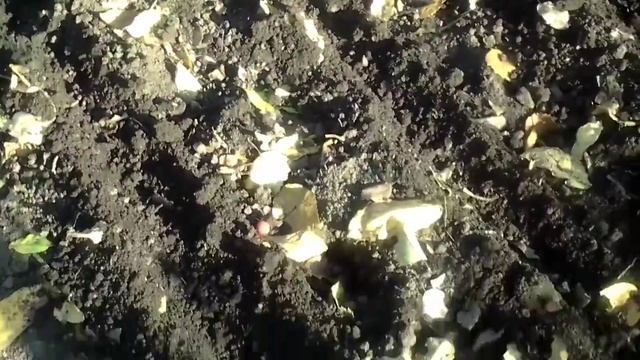 Посадка чеснока под зиму. смотреть онлайн