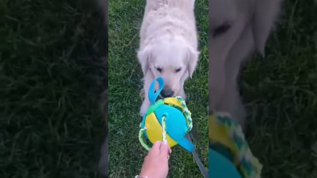 ZOOMAGG Игрушка мяч для собак большой прочный трансформер тарелка WILDBERRIES 77307401