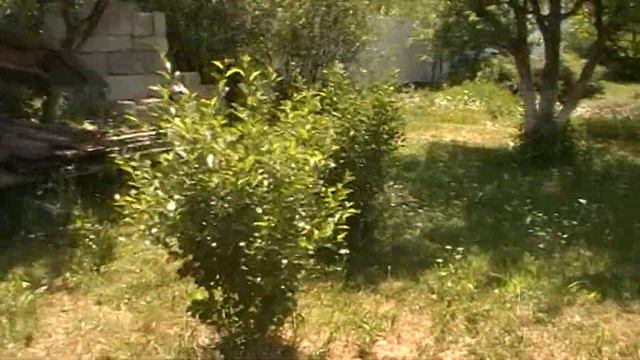 Пчёлы. Как пчела пьёт.