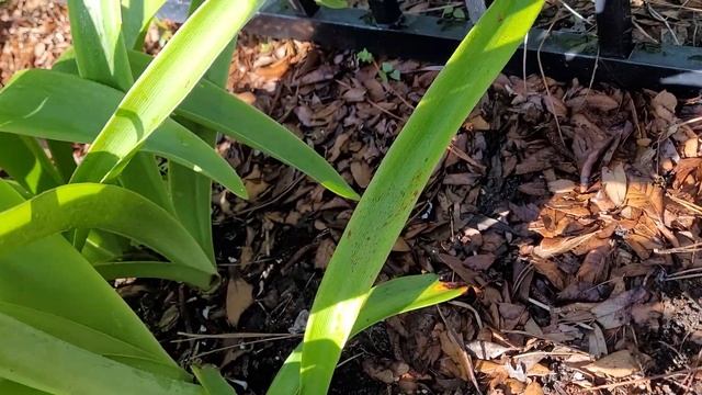 Amaryllis In The Garden Vs Pots