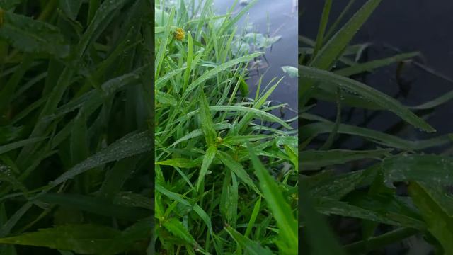 продолжение рыбалки в деревенском пруду смотреть онлайн