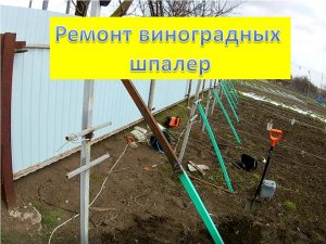 Укрепляю виноградные шпалеры. Подготовка к открытию винограда.