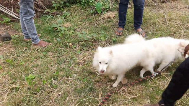 Active German Spitz Mating // New Process // Push Up, Mating смотреть онлайн