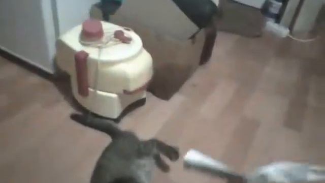 Игра с котом !!! смотреть онлайн