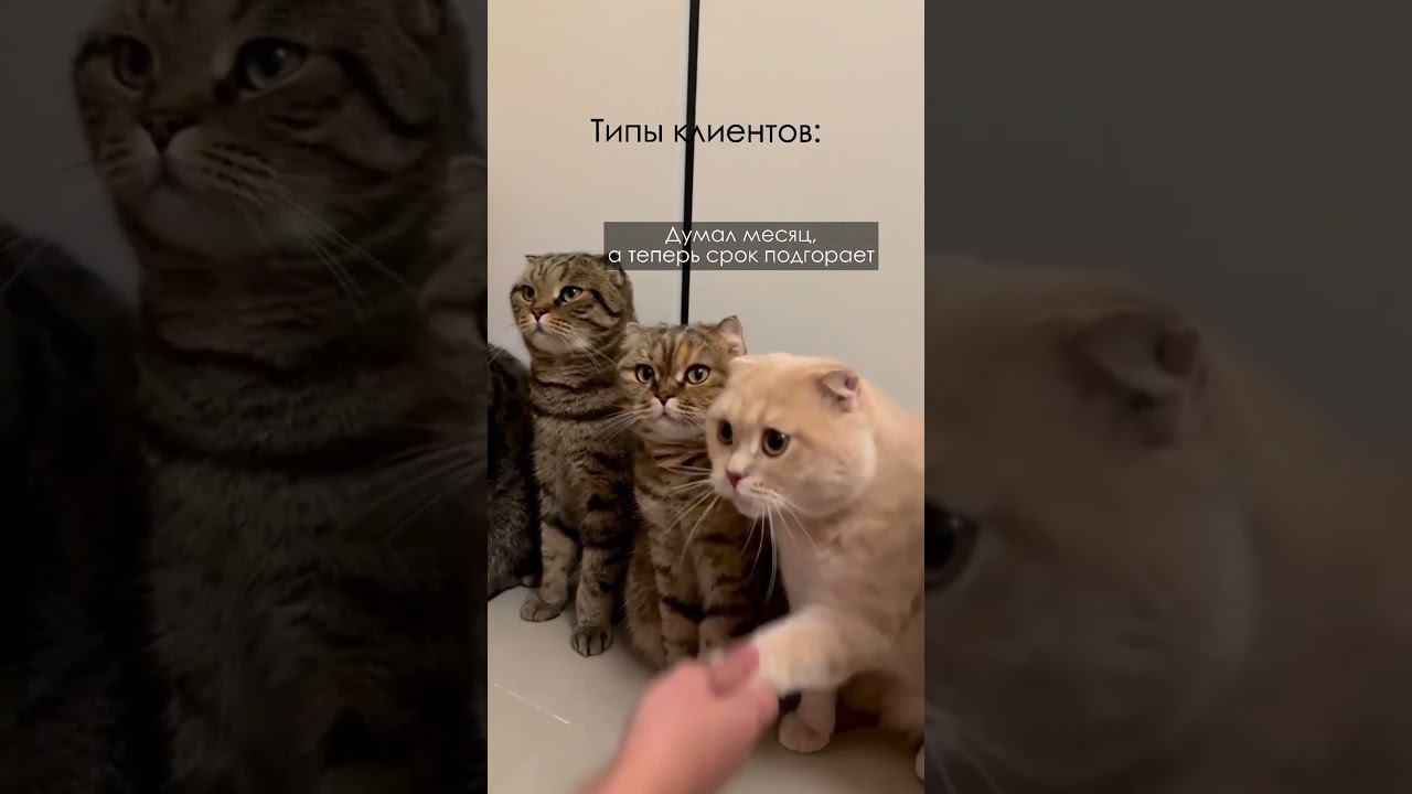 Любимые клиенты❤️ смотреть онлайн