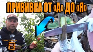 ПРОСТЫЕ И НАДЕЖНЫЕ ПРИВИВКИ ПЛОДОВЫХ ДЕРЕВЬЕВ (ЯБЛОНИ, ГРУШИ). САД (ОГОРОД) И ТЕПЛИЦА