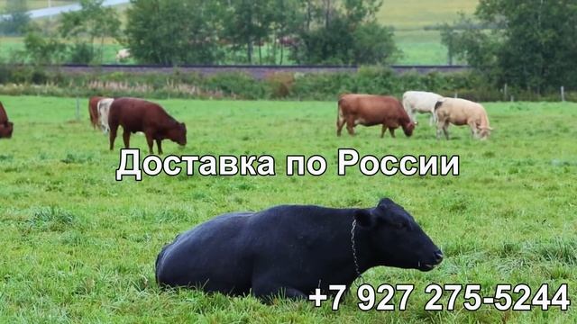 Семена Кормовых травосмесей Семенная Станция смотреть онлайн